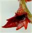  Female Flower